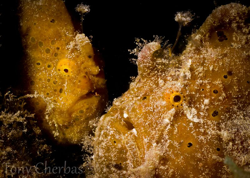 Ugly Love by Tony Cherbas 