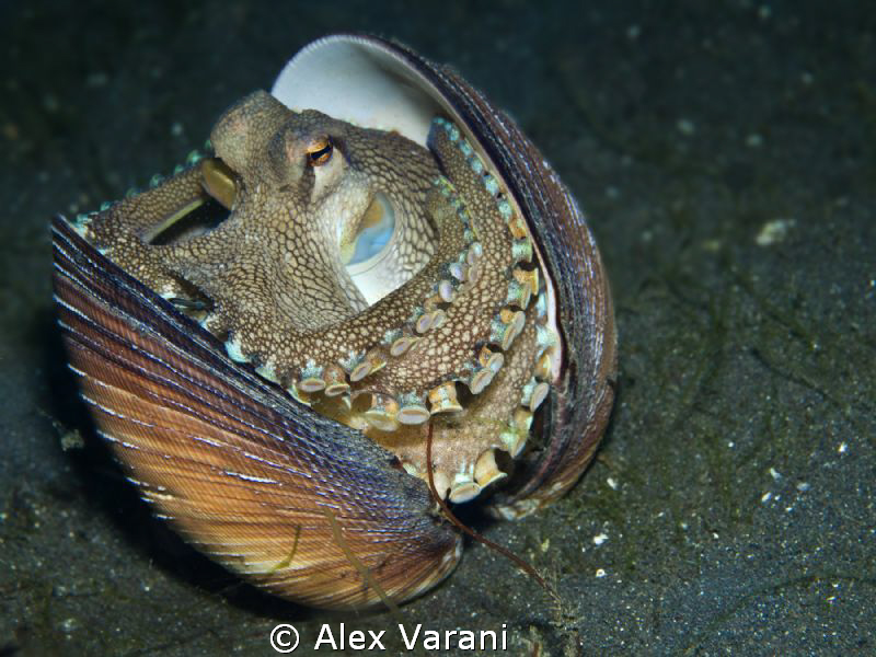 Amphioctopus marginatus (coconut octopus) by Alex Varani 