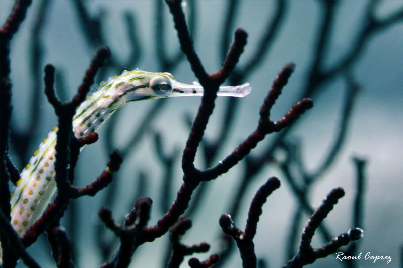 NATURAL CAGE
(this one plays a lot with my patience :-)) by Raoul Caprez 