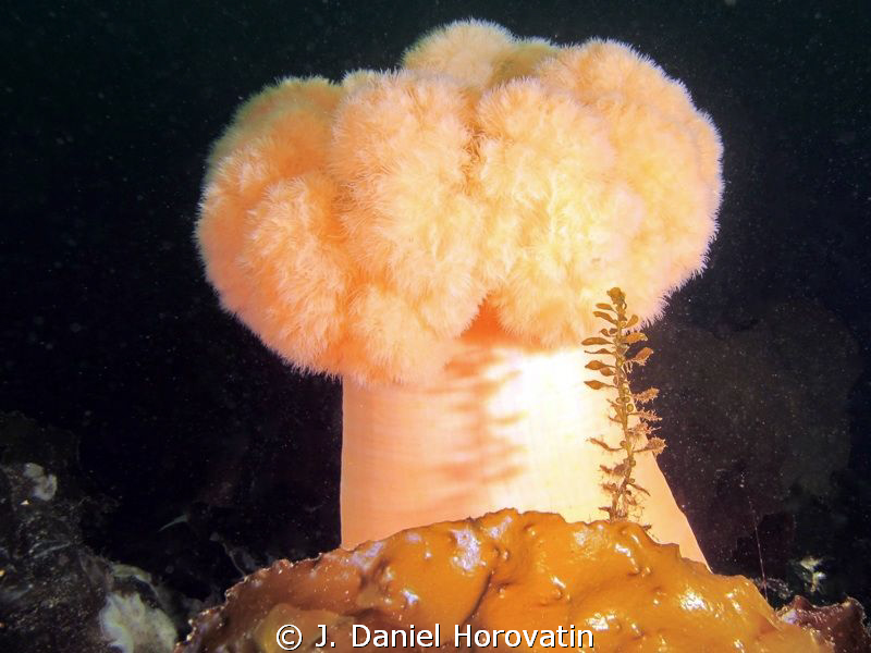Giant Plumose Anemone by J. Daniel Horovatin 