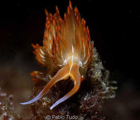 Dondice Bayulensis/ It was taken a few months ago under t... by Pablo Tudo 