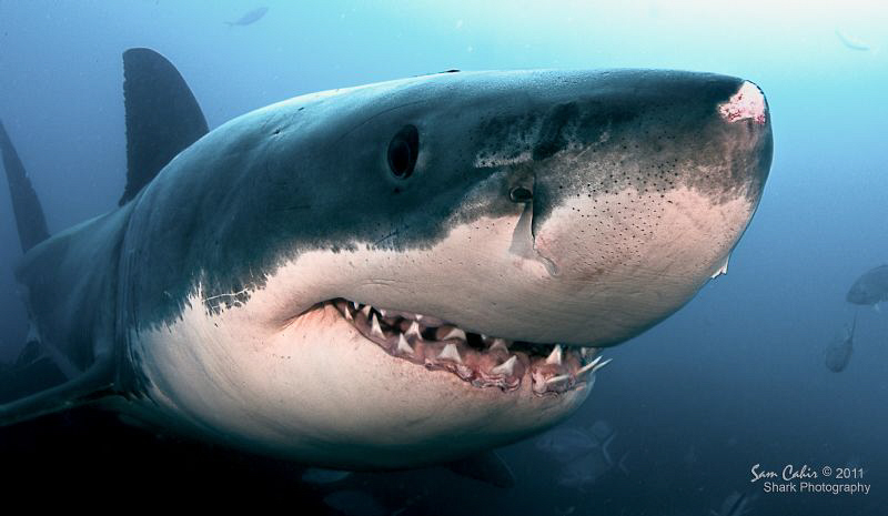 Meet Bruce, the smiling 5m male great white.  Bruce was o... by Sam Cahir 