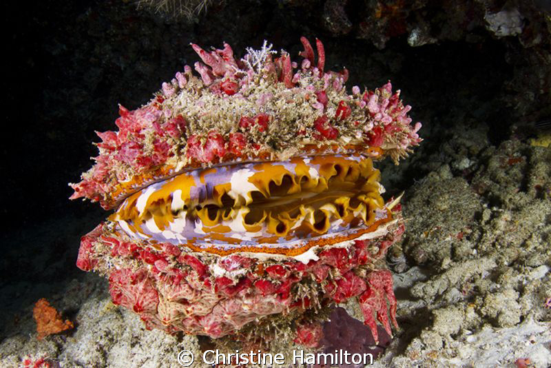 Underwater Hamburger by Christine Hamilton 