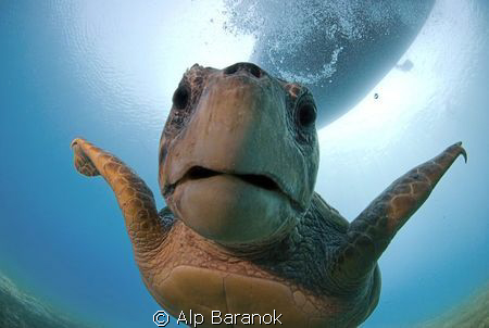 Caretta caretta from Kaş/Turkiye. Taken with Nikon 10,5mm... by Alp Baranok 