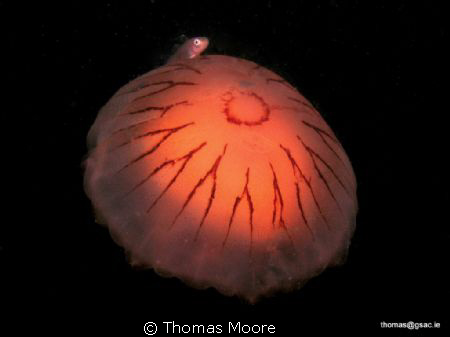A compass jellyfish with a friend taken on a night dive i... by Thomas Moore 
