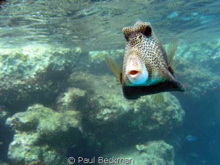 He kept coming up to within a foot or so of my camera to ... by Paul Beckman 