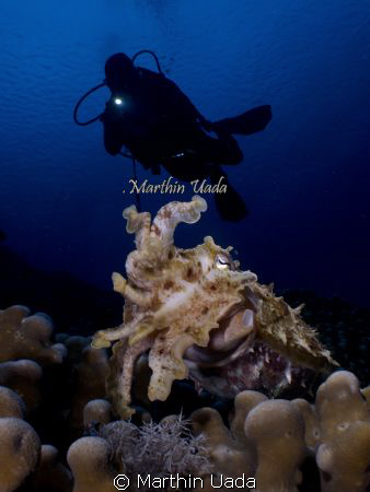 diver cuttle by Marthin Uada 