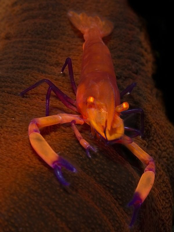 Periclemenes imperator by Alex Varani 