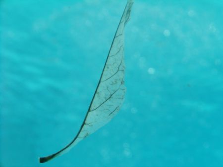 Floating leaf....natural light, nikon coolpix 5400 w/ikel... by Jared Fuller 