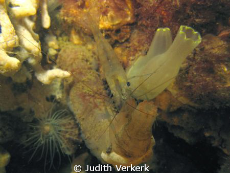 North sea, shrimp. by Judith Verkerk 