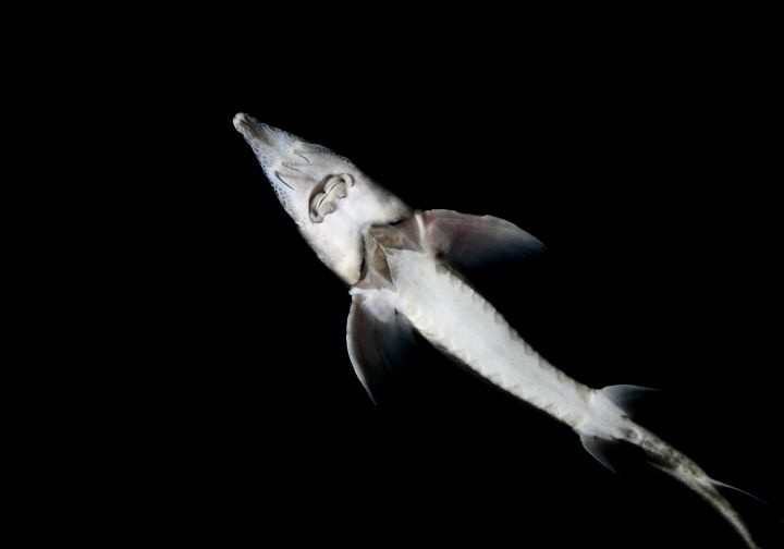 Sturgeon in a night dive by Veronika Matějková 