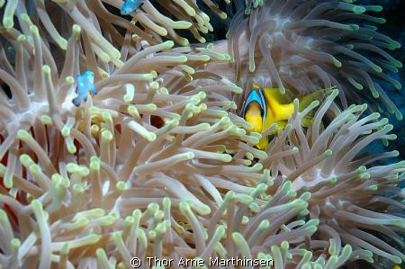 Mr Nemo by Thor Arne Marthinsen 