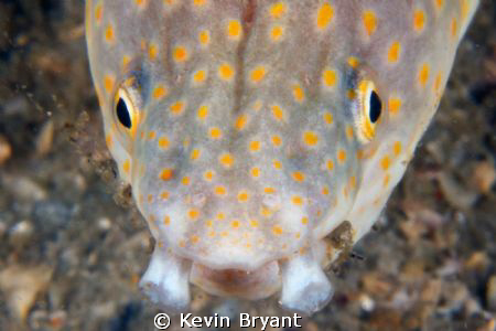 He went for me, but all he got was a mouthful of algae. . . by Kevin Bryant 