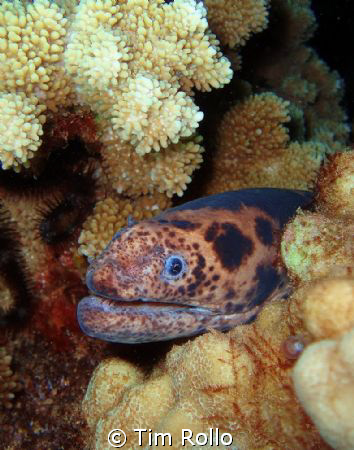 Taken in Maui, HI. diving with Tiny Bubbles Scuba by Tim Rollo 