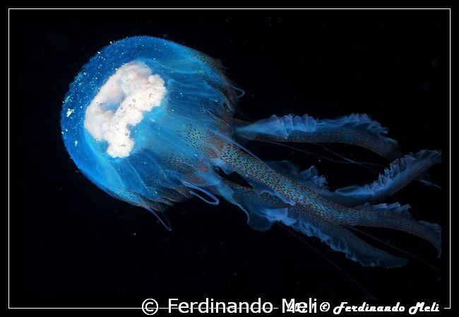Pelagia noctiluca in the night dive. by Ferdinando Meli 