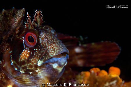 Bavosa Ruggine by Marcello Di Francesco 