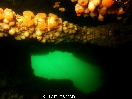 Anemones reflecting in an air bubble on the ceiling of th... by Tom Ashton 