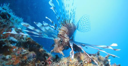 Lionfish was on the wreck. I used torch for lighting.
f/... by Yildirim Gencoglu 