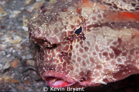 Another one that went for me, but came away with nothing ... by Kevin Bryant 