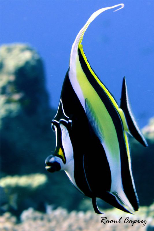 Nemo's friend :-) by Raoul Caprez 