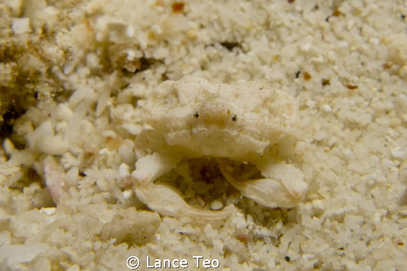 found this little guy jus blending in... by Lance Teo 