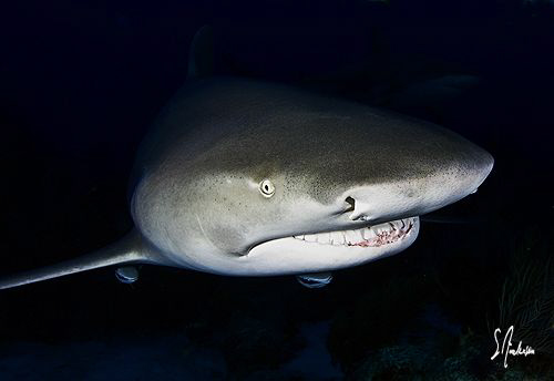 As usual the last dive is always the best! This Lemon Sha... by Steven Anderson 