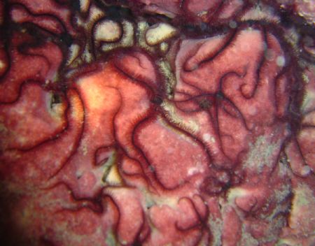 Starfish Cluster in Bonaire. Taken with Sony Cybershot 5.... by Kelly N. Saunders 