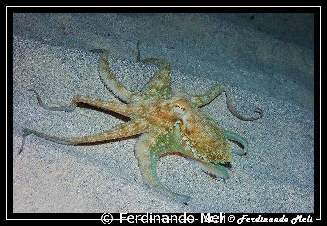 Octopus vulgaris. by Ferdinando Meli 