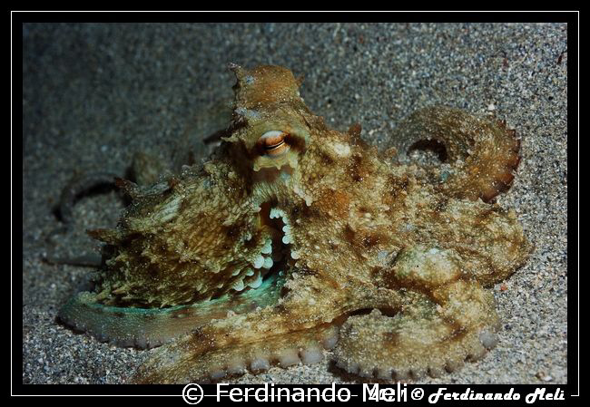 Octopus vulgaris. by Ferdinando Meli 