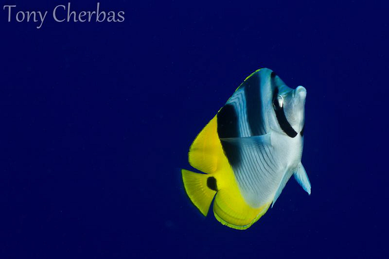 Blue+Yellow by Tony Cherbas 