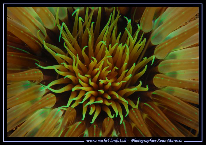 Design in Lembeh Strait... :O)... by Michel Lonfat 