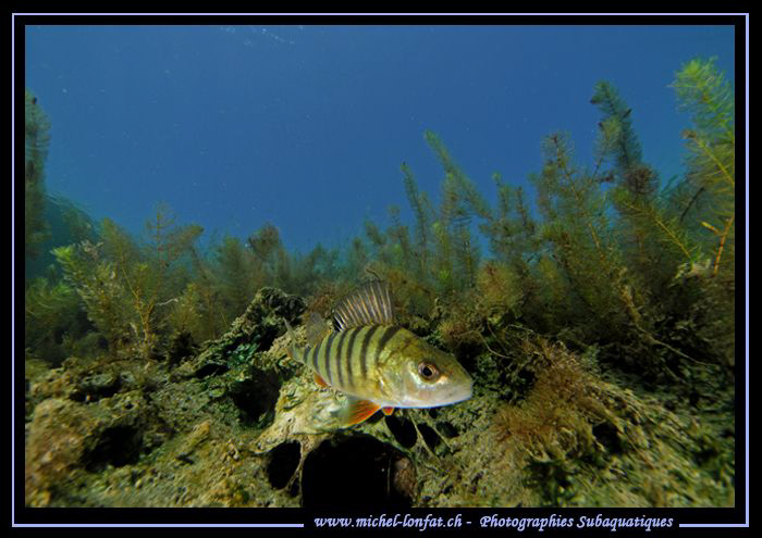 Face to face with this very curious Perch... :O)... by Michel Lonfat 