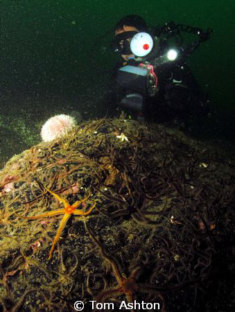 Brittlestars at Black Carrs, St Abbs by Tom Ashton 
