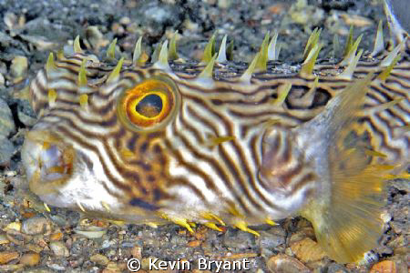 Yet another narrow escape. . . by Kevin Bryant 