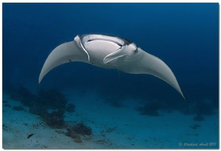 Manta ray at Fairy Tale, a divespot near Helengeli, North... by Reinhard Arndt 