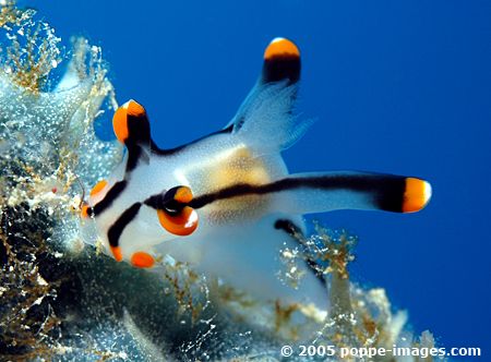 Thecacera picta - photographed in the Philippines, Hilutu... by Philippe Poppe 