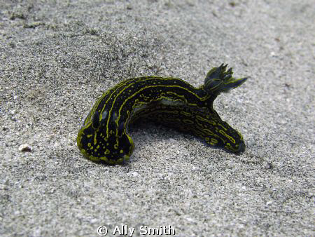 Nudi Branch taken off Caletta Reef Adeje Tenerife. Canon ... by Ally Smith 