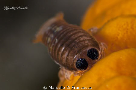 isopods on yellow sponge.
 by Marcello Di Francesco 