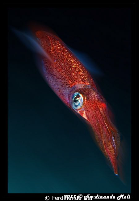 A very fast squid (Loligo vulgaris). by Ferdinando Meli 