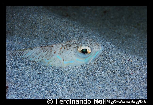 You look me? by Ferdinando Meli 