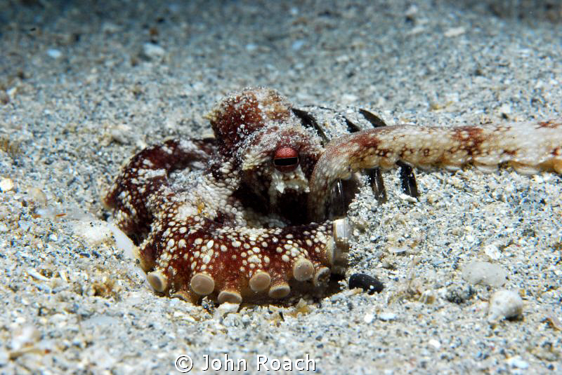 Octopus delivering the goods in broad daylight. Sex in a ... by John Roach 