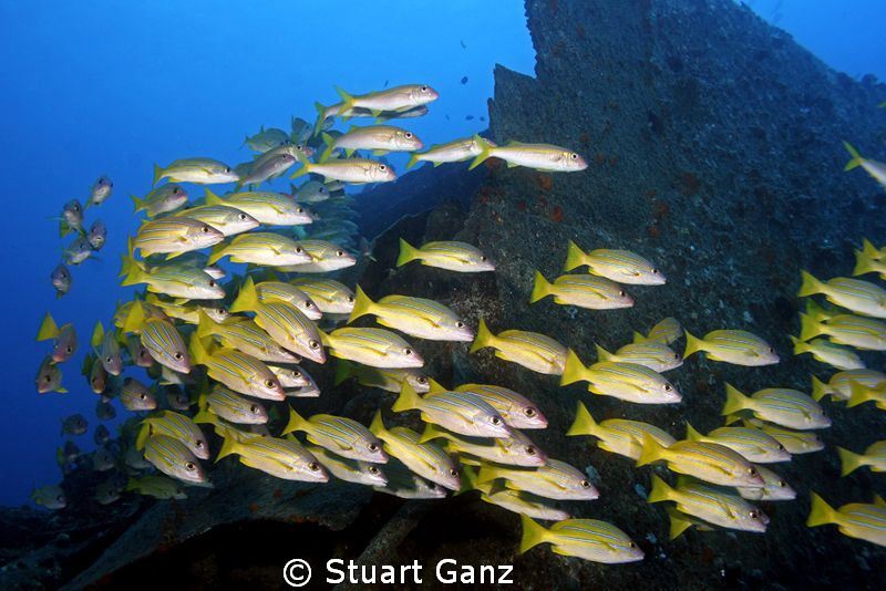 School of blue stripe snapper on the ship wreck "Mahi". by Stuart Ganz 