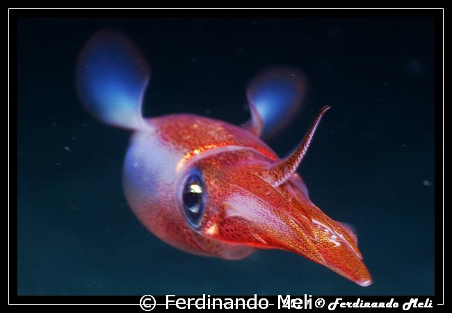A very fast squid escape in the night. by Ferdinando Meli 