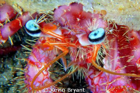lovely lashed hermit by Kevin Bryant 