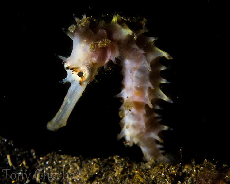 Thorny by Tony Cherbas 