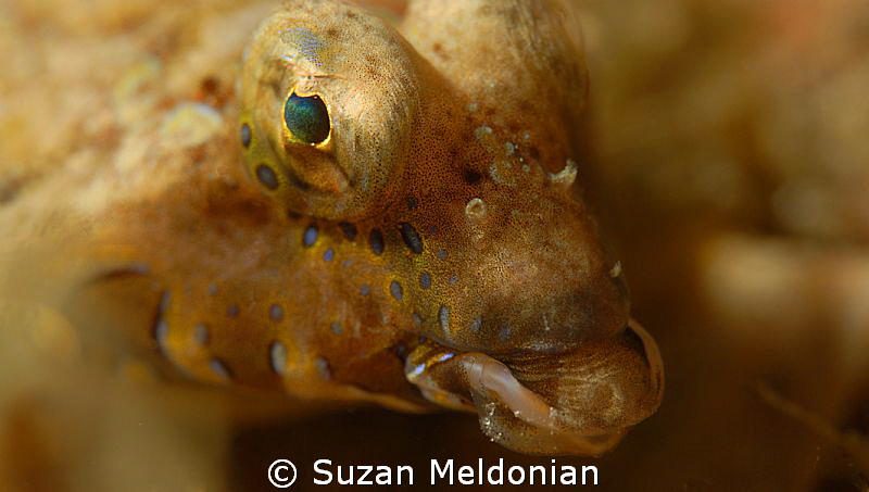 Dragonet close up by Suzan Meldonian 