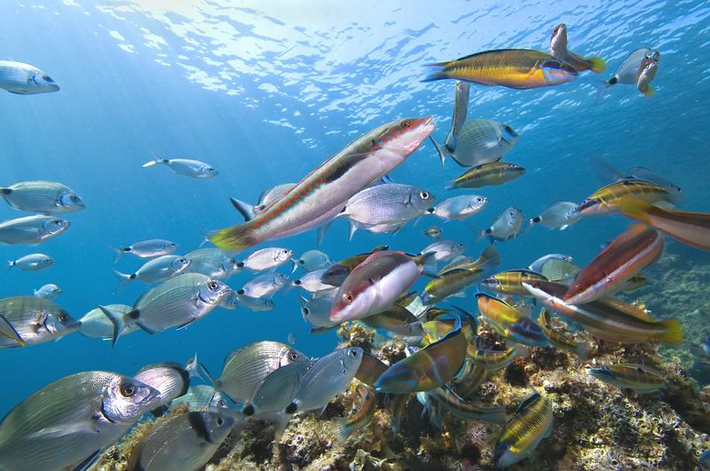 [:b:]RUSH HOUR[:/b:]
the mediterranean sea still alive by Roland Bach 