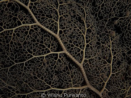Soft coral taken during night diving at house reef, Tanju... by Wisnu Purwanto 