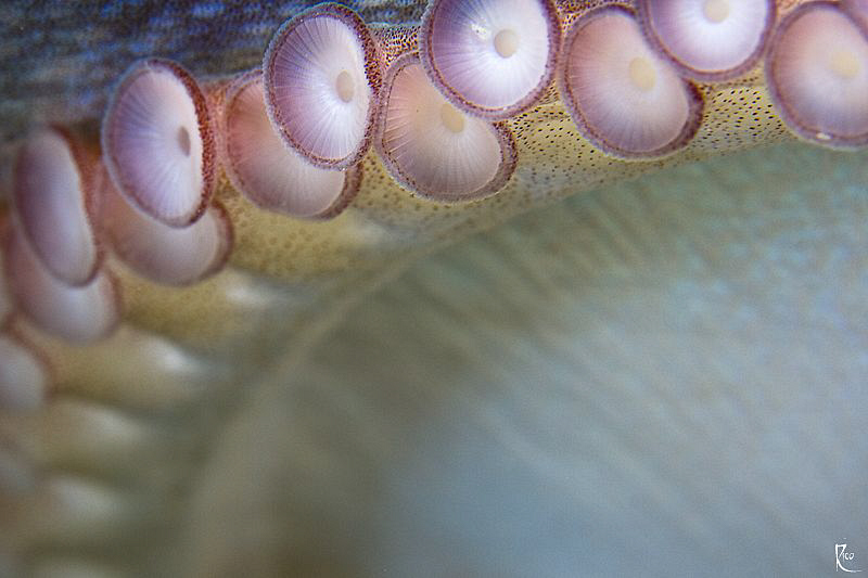 Abstract closeup of an octopus arm. Uncropped, 60mm makro... by Rico Besserdich 