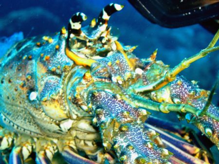 Dinner :)
Cozumel, Mexico by Jenn Kirk 